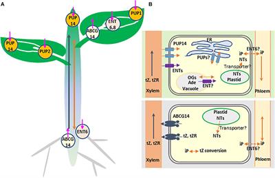 Cytokinin Transporters: Multisite Players in Cytokinin Homeostasis and Signal Distribution